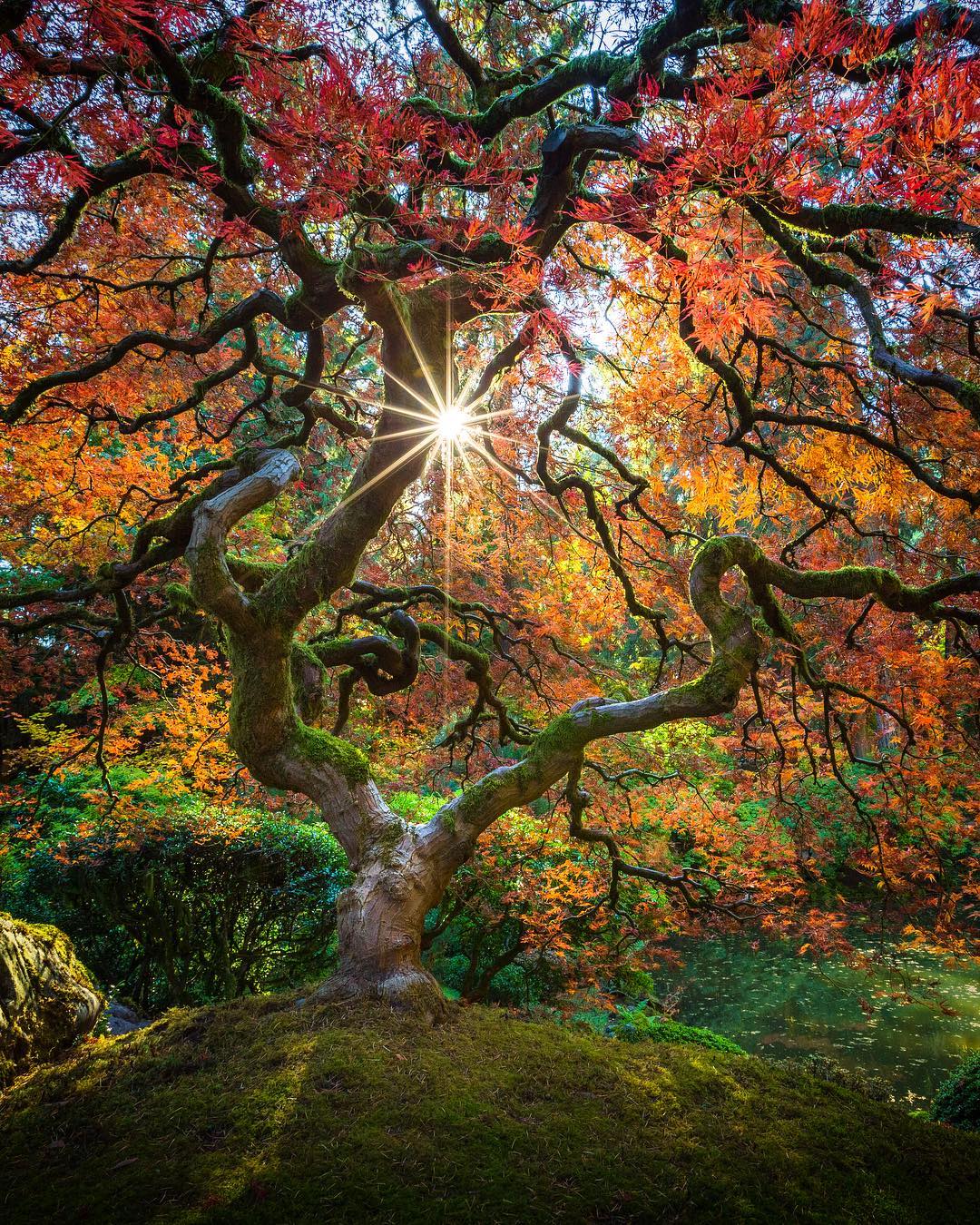 This beautiful tree in Portland Japanese garden