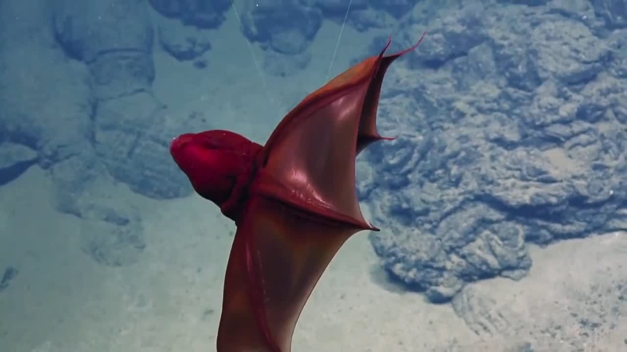 The vampire squid uses its bioluminescent organs and unique oxygen metabolism to thrive in parts of the ocean where concentrations of oxygen are extremely low. At a mile deep off Socorro Island, the researchers aboard the Nautilus were delighted to encounter the species and observe its behavior.