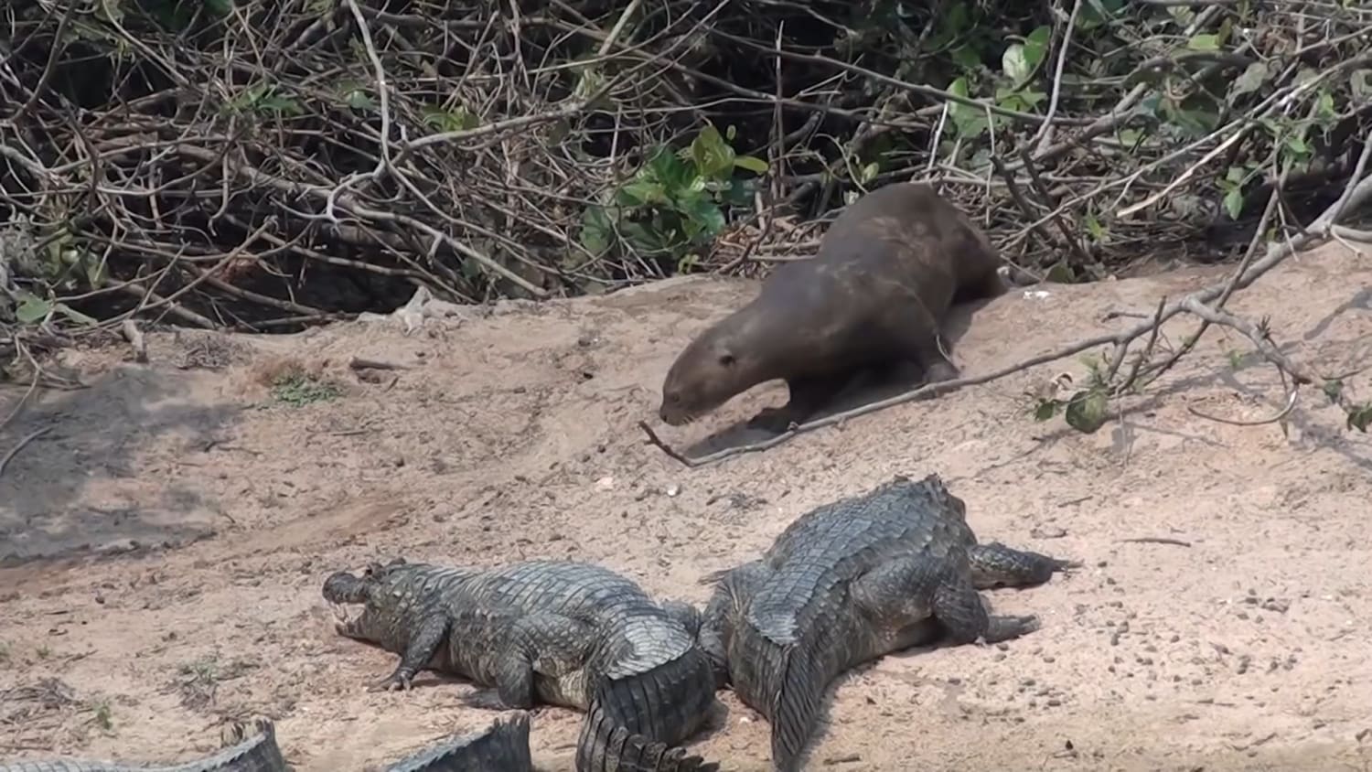 Yacare caimans, native to Argentina, Bolivia, Brazil, and Paraguay, mainly eat small aquatic prey such as fish, snails and occasionally snakes. Males can grow to a length of 3 m and females 1.4 m. Here are several caimans basking on a river bank while an insouciant otter gives himself a sand bath.