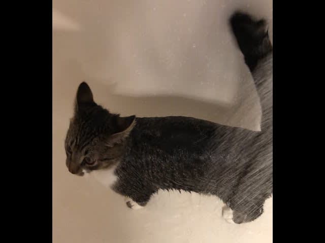 My coworkers kitten demands a shower every morning
