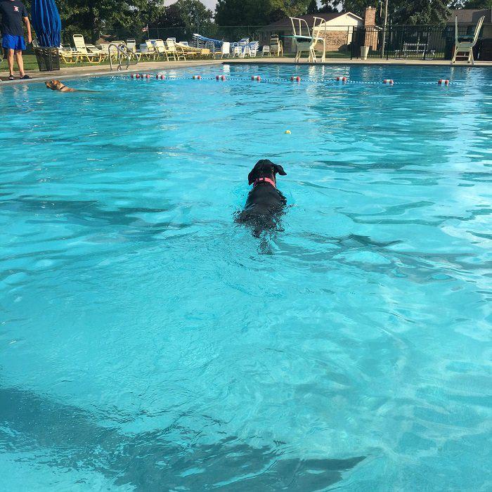 Vandalia Cassel Hills Pool Soggy Doggy Dip 2018