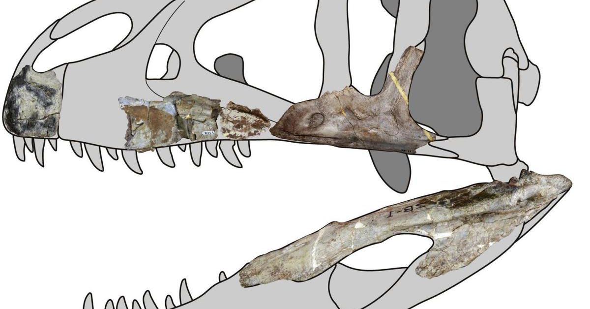 This 25-foot-long dino discovery suggests raptors roamed farther than we realized