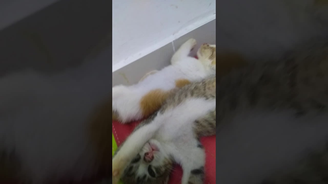 Stray kitten so comfortable for the first time after rescue from the dangerous street road.