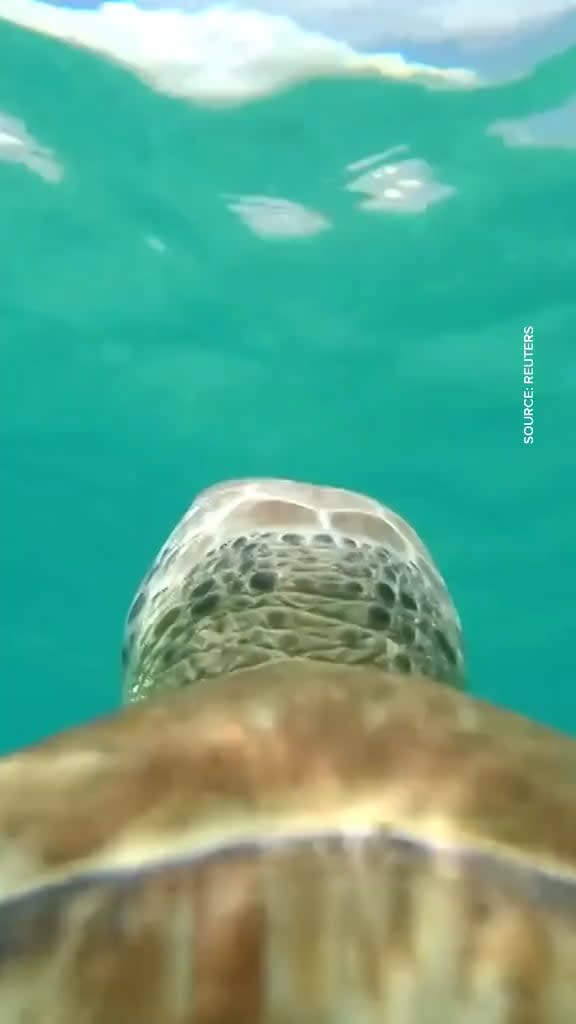 This ‘sea turtle camera’