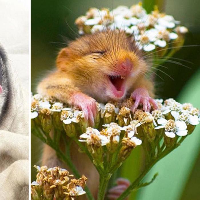 Funny Photos of Laughing Animals That Will Make You Giggle
