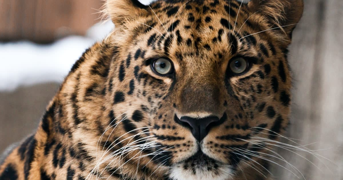 16 unique animals that could go extinct by 2030 -- and how to change that