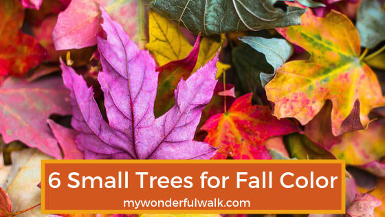 6 Small Trees For Fall Color