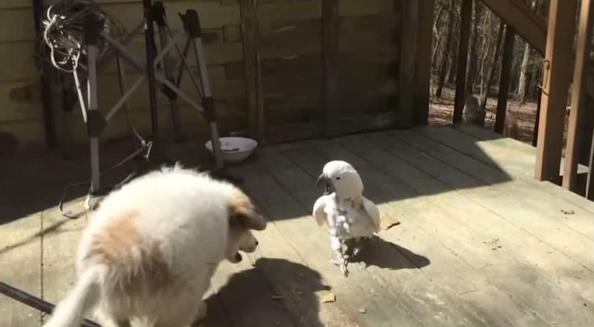 Puppy joe VS Quack the Parrot … FIGHT 😎