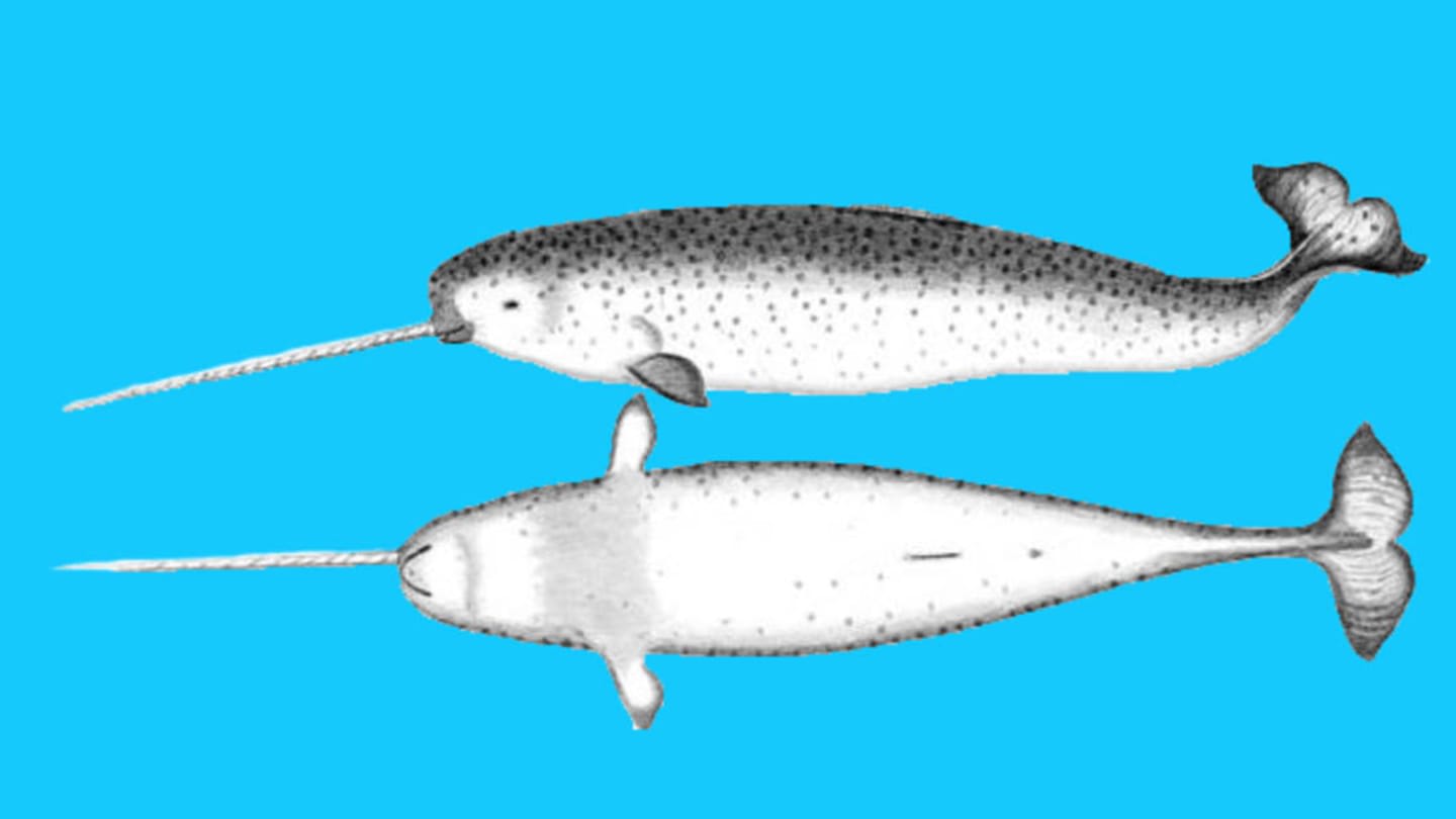 7 Fascinating Facts About Narwhals