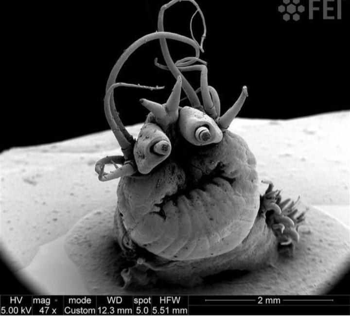 Nereis Sandersi, a species of sandworm under a microscope
