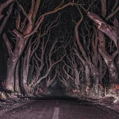 The Dark Hedges County Antrim, Northern Ireland