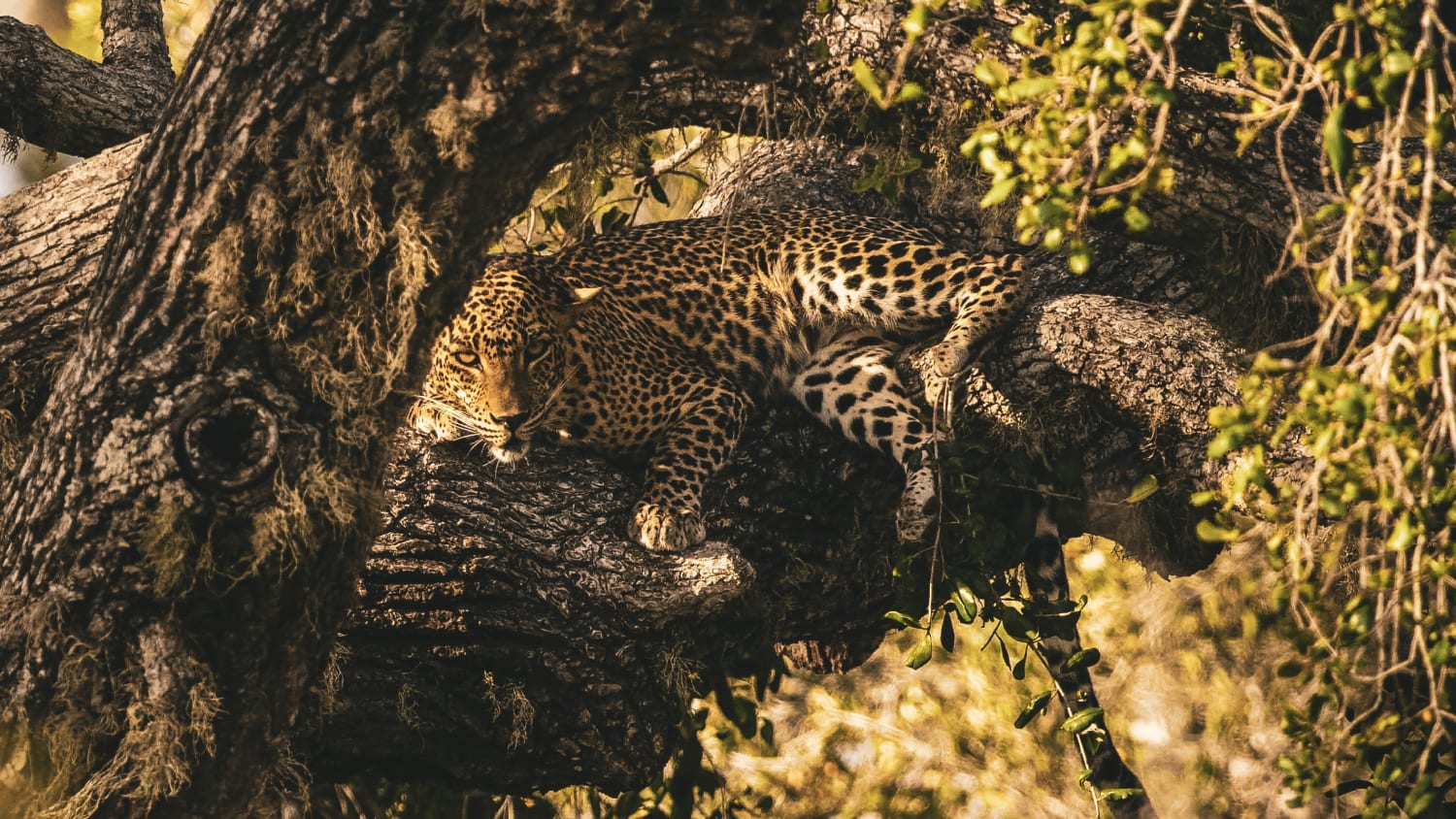 Leopard King