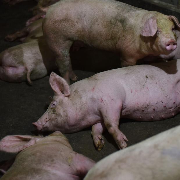 Beijing issues rare public warning on 'serious' swine fever crisis