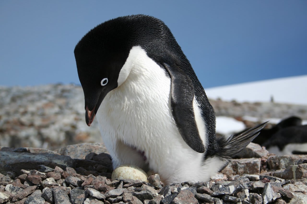 Adelie Penguins Poop So Much, Their Feces Can Be Seen From Space