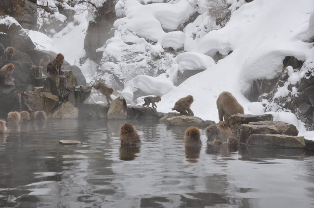 Snow Monkeys in Japan: Ultimate Guide for Visiting Jigokudani Snow Monkey Park