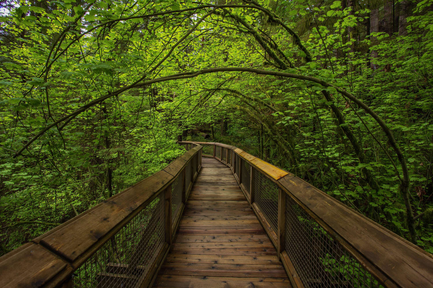 A Bridge in the Trees. North Vancouver, British Columbia
