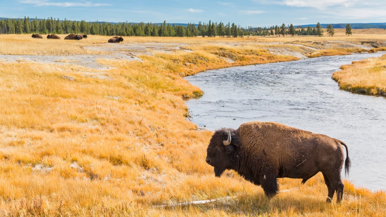 Why People Keep Trying to Pet Animals at National Parks