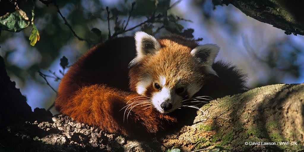 DYK red pandas are important for our ecosystem & help control insect