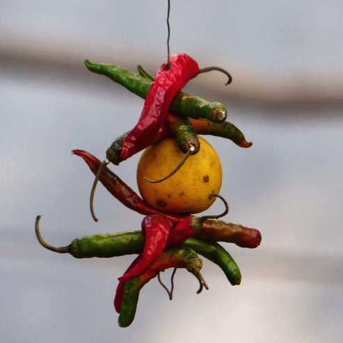 The scientific reason behind hanging of lemon and chilli?