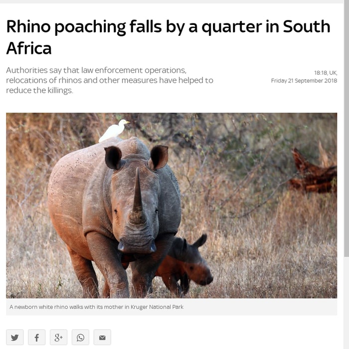 Rhino poaching declines by a quarter in South Africa