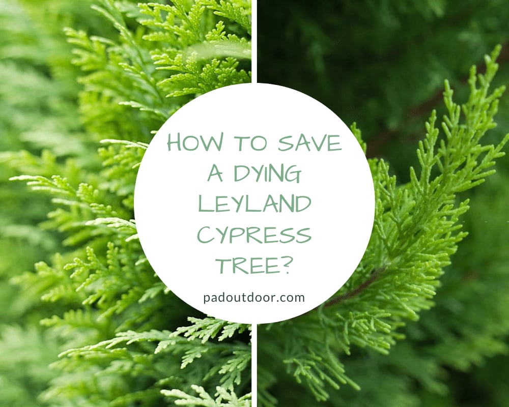 How To Save A Dying Leyland Cypress Tree