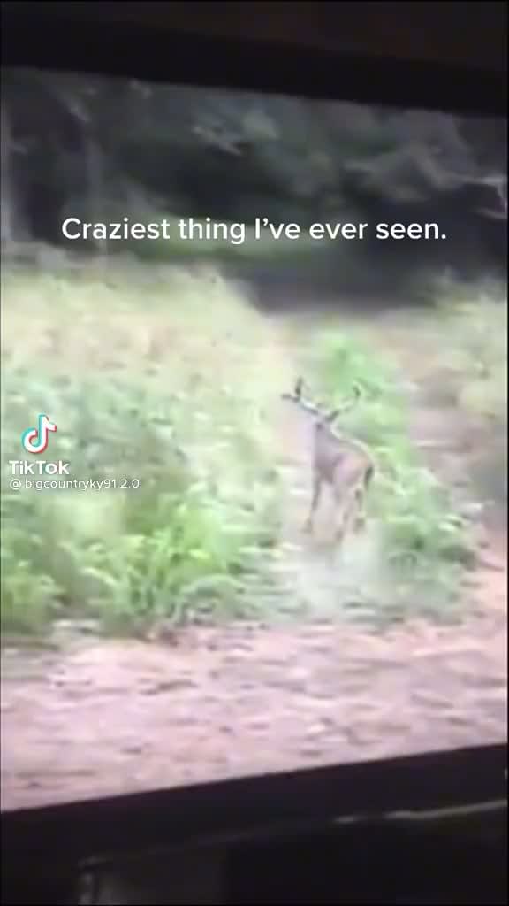 Deer is wack