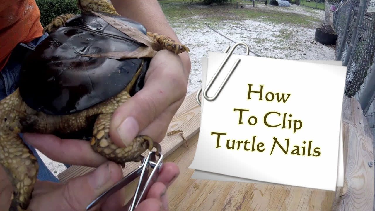 Clipping Turtle Nails