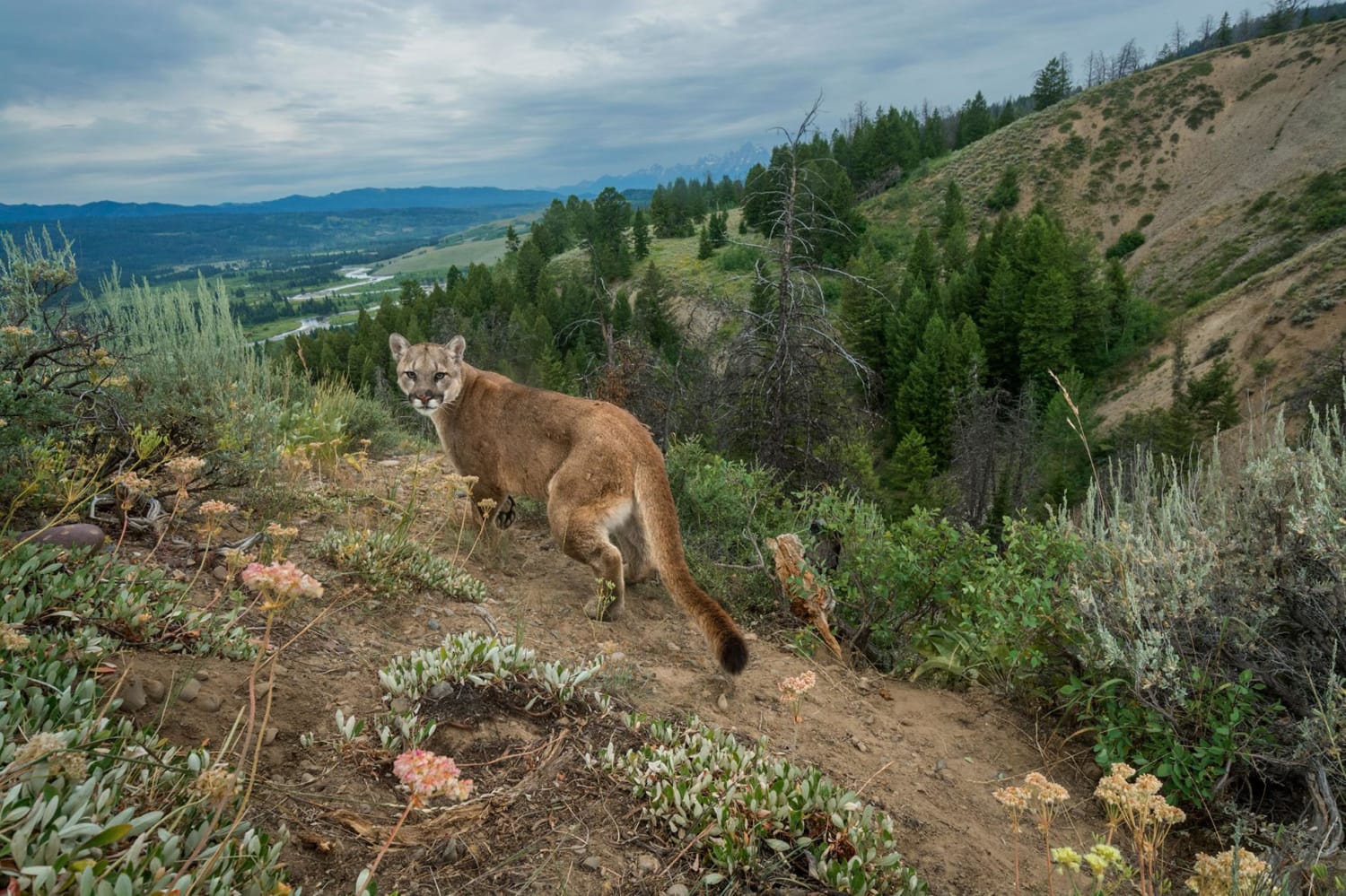Cougar or not? Why we think we see big cats in our backyards.