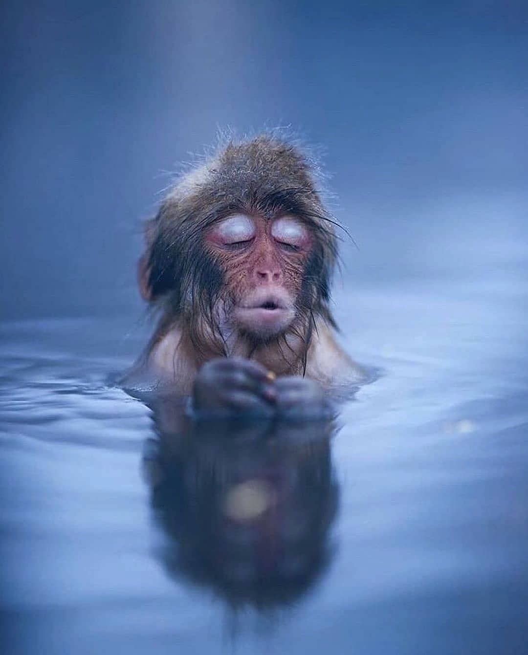 Baby Japanese Macaque chilling in a hot spring