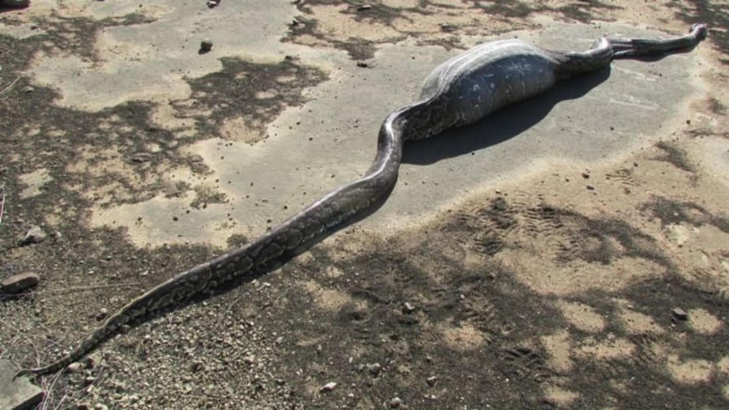 This is What Happens When a Python Tries to Eat a Porcupine