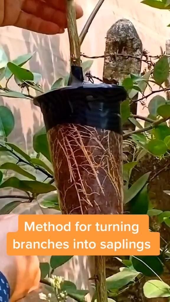 Method for turning Branches into Saplings