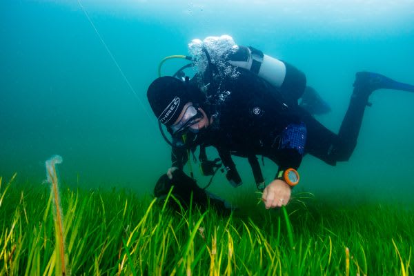 The Fight to Resurrect the U.K.'s Underwater Meadows of Seagrass