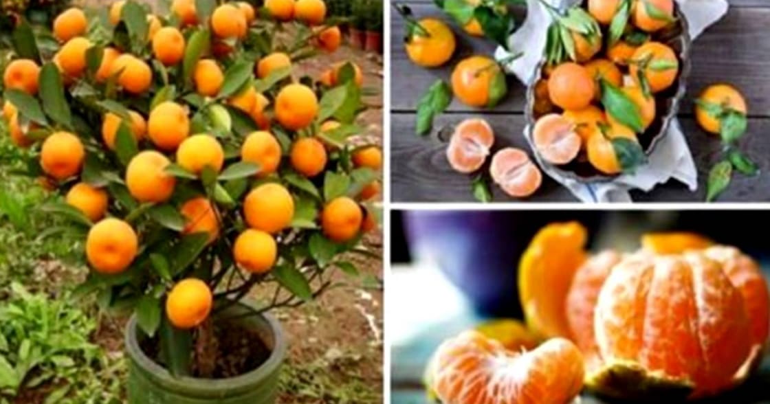 how to grow tangerines from seeds