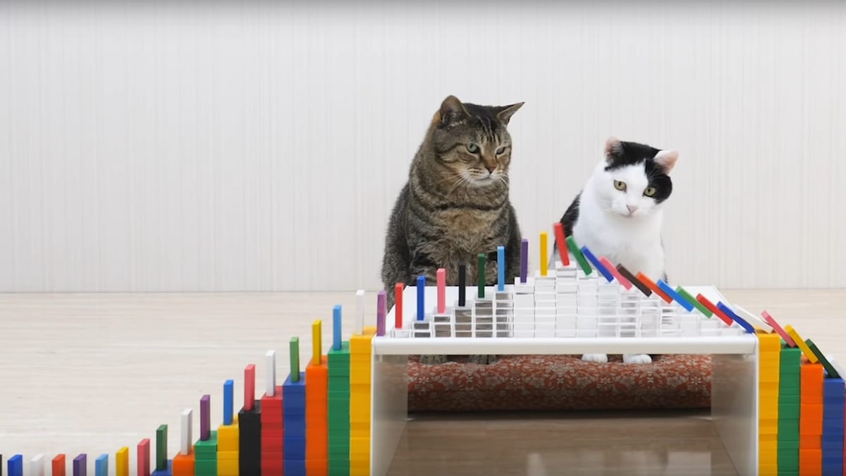 Just 3 full minutes of cats and dominoes