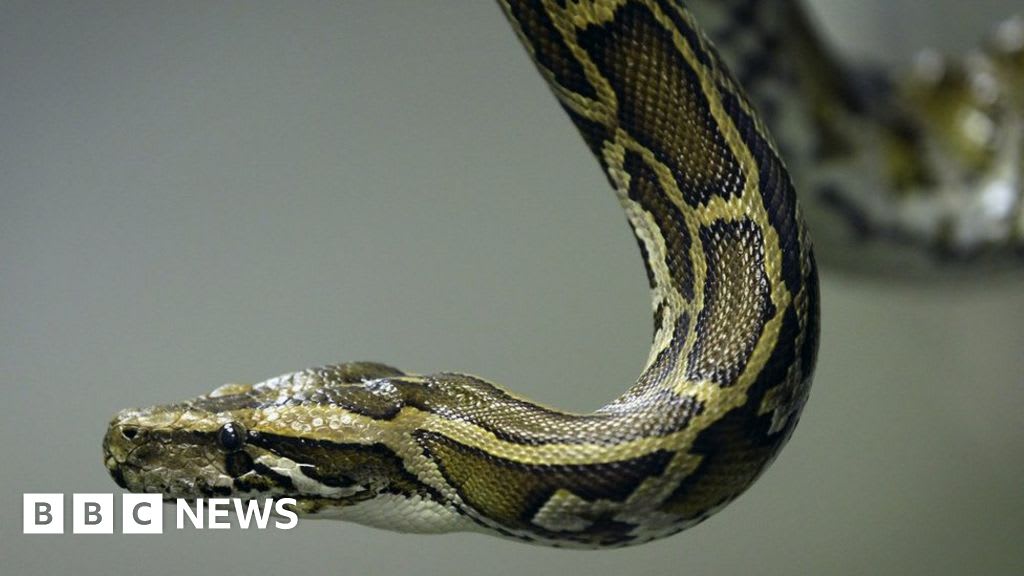 TIL that Florida had brought in 2 Irula tribesmen from India to catch the invasive Burmese pythons. When 1000 hunters were able to manage catching just 106 snakes, the duo caught 27 snakes in just 4 weeks, including a 16 ft long female.