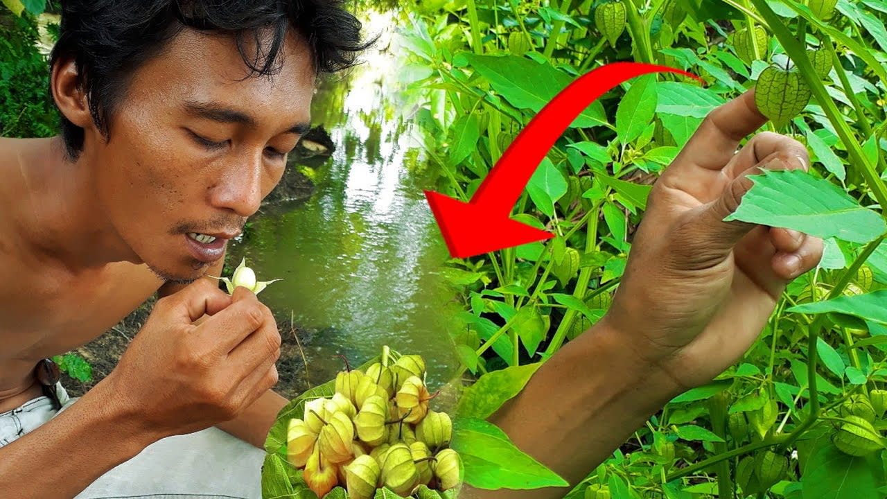 Makan buah ciplukan - Temukan dan makan ciplukan di hutan yang kaya manfaat