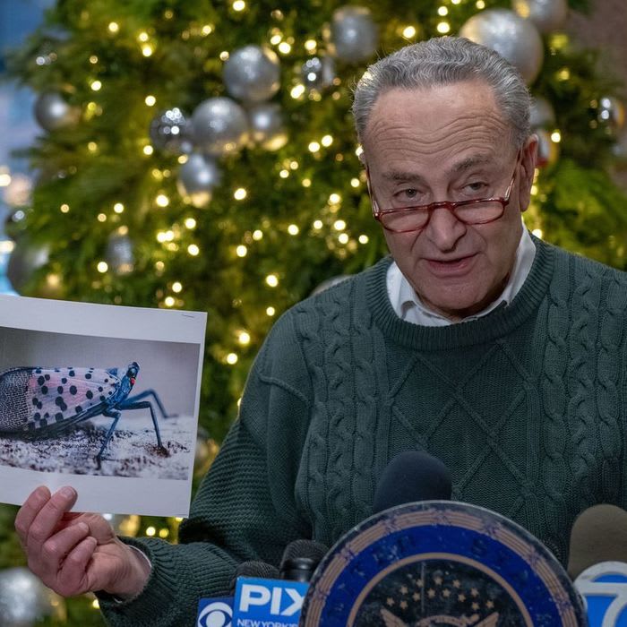 Destructive spotted lanternfly could be hiding in NYC Christmas trees, and Sen. Chuck Schumer calls on feds to act fast