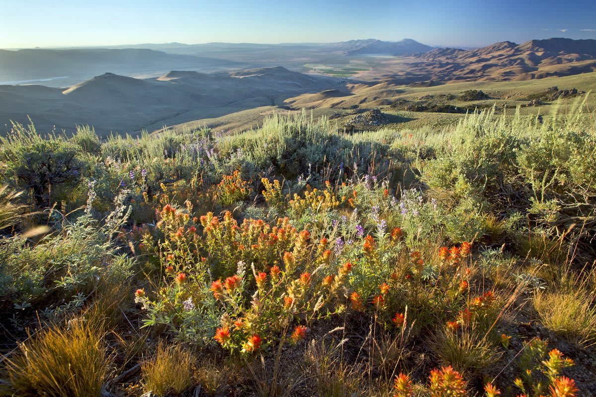 As the weather warms, wildflowers will sweep the higher elevations, adding a pop of color to places like @BLMNational's Pine Forest Range Wilderness in Nevada.
