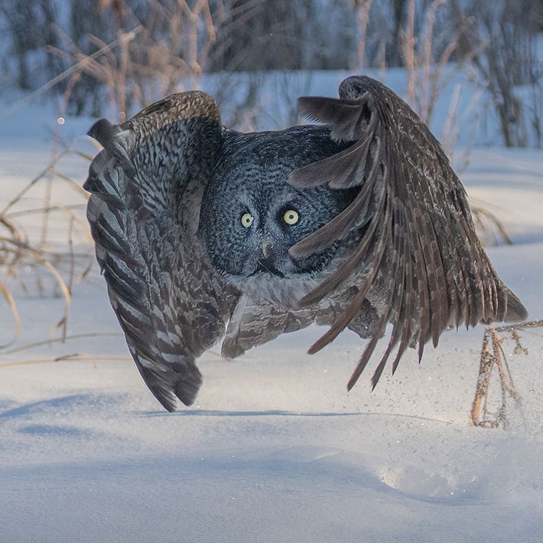 Great Grey Owl on the prowl