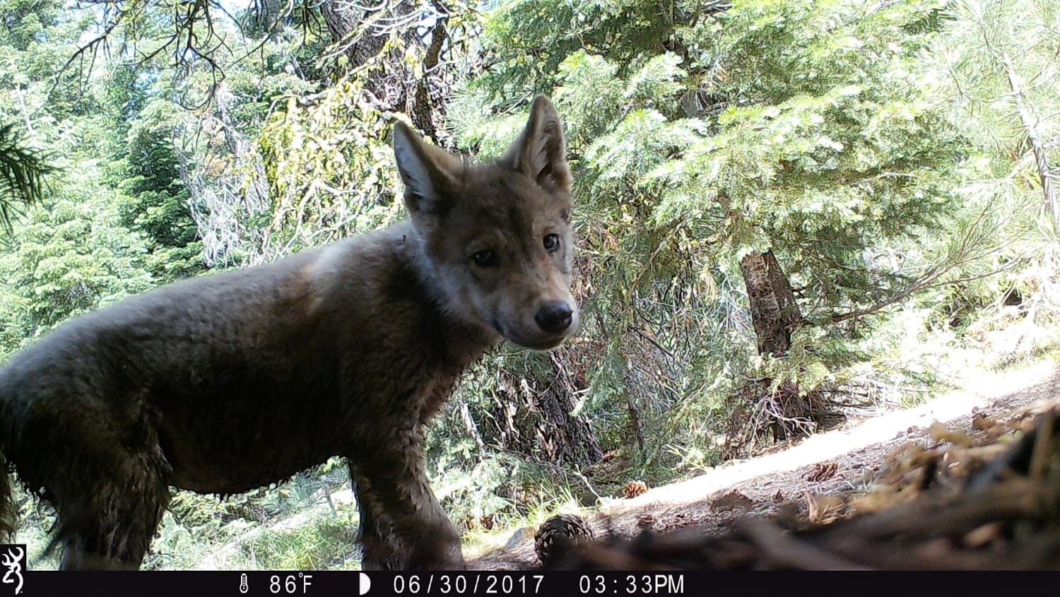California's only known wolf pack adds 8 pups
