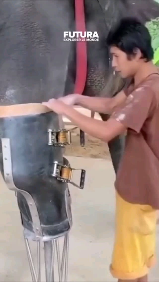 Elephant got his new leg