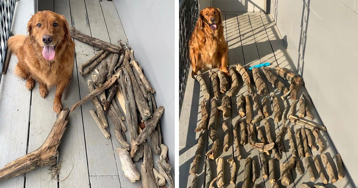 Adorable Dog Proudly Poses Next to His Huge Collection of 50+ Sticks