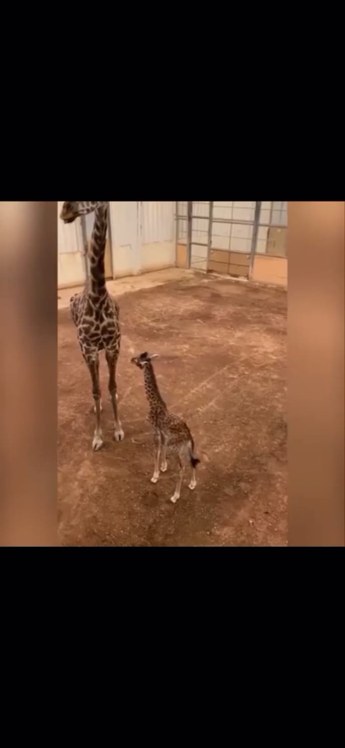 Baby giraffe at the Columbus zoo has a serious case of the zoomies!