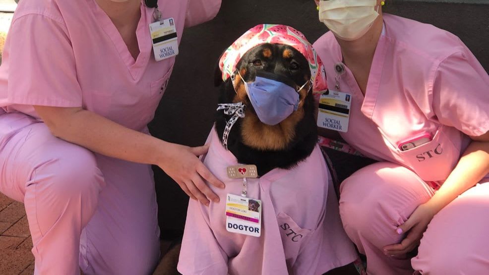 Meet Loki, the therapy Rottweiler delivering healing kits to Maryland ICU nurses, patients