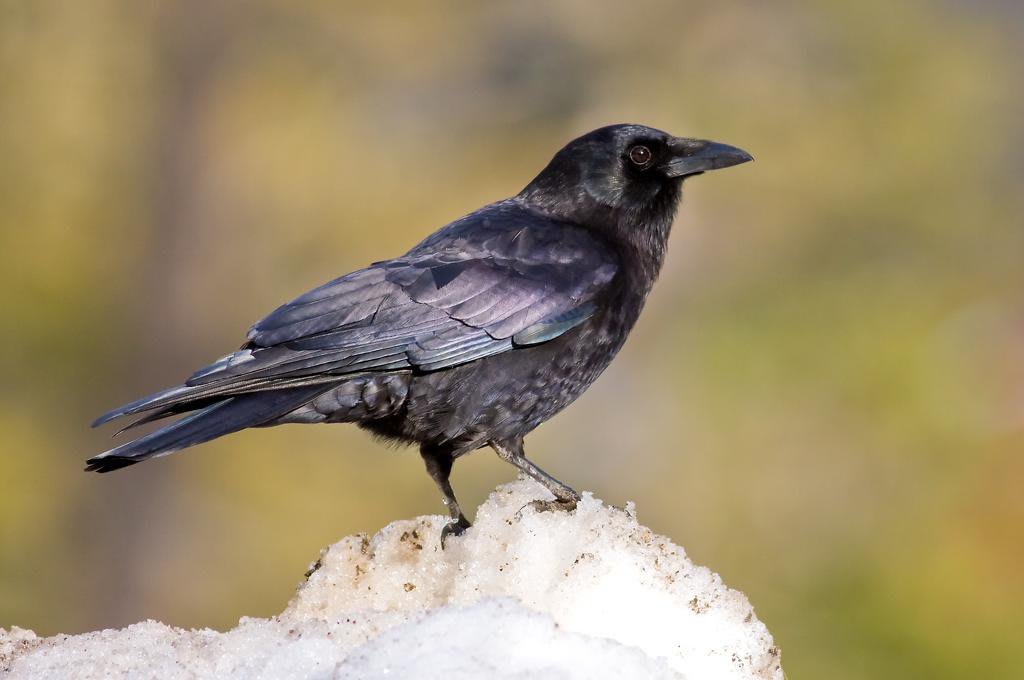 Four-Month-Old Ravens Rival Adult Great Apes in a Battle of the Brains
