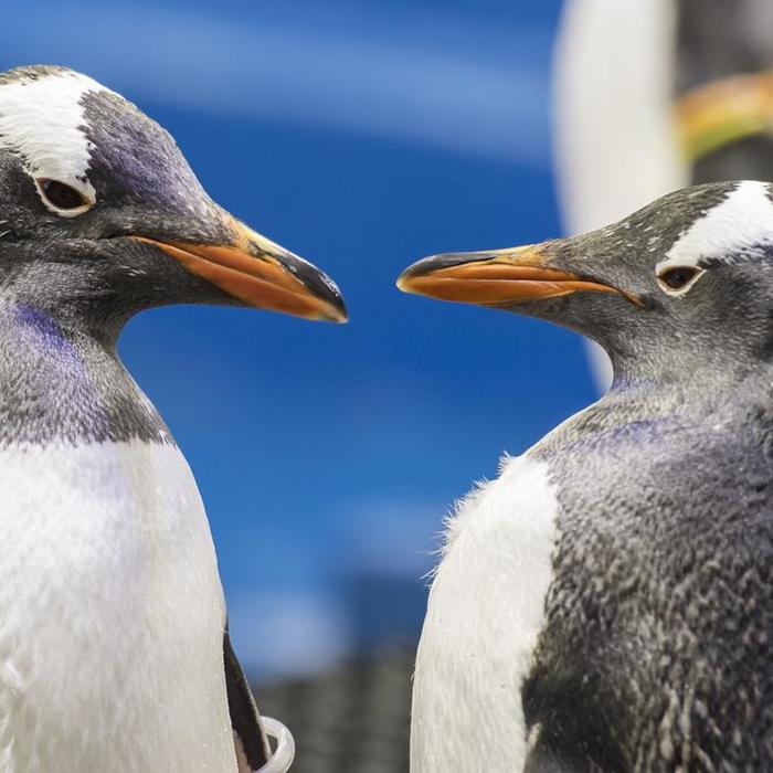 Same-Sex Penguin Couple Fosters An Egg In Sydney