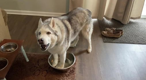 Hilariously Overdramatic Husky Complains That His Water Bowl Is Empty