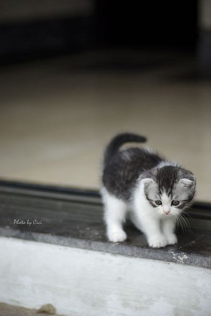 OMG! So cute! | Kittens cutest, Animals, Beautiful cats