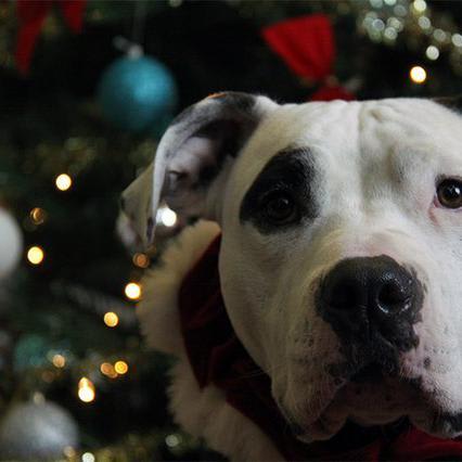 Holiday Safety Tips for Pets