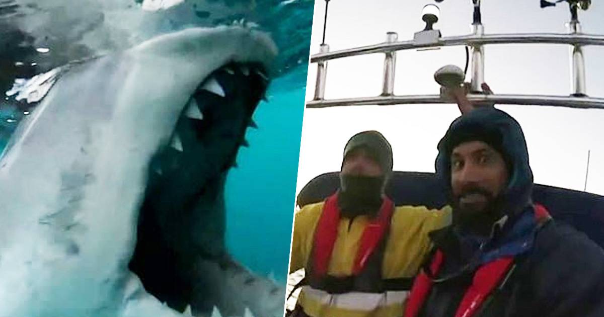 Australian Guy Has Hilariously Calm Reaction To Great White Shark Trying To Take A Bite Out Of His Boat